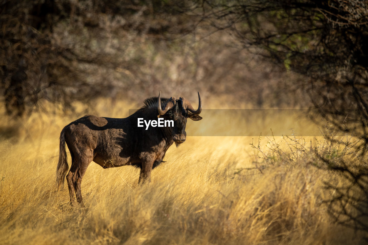 Black wildebeest stands framed by tree branches