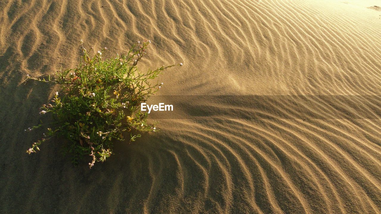 High angle view of plants on beach