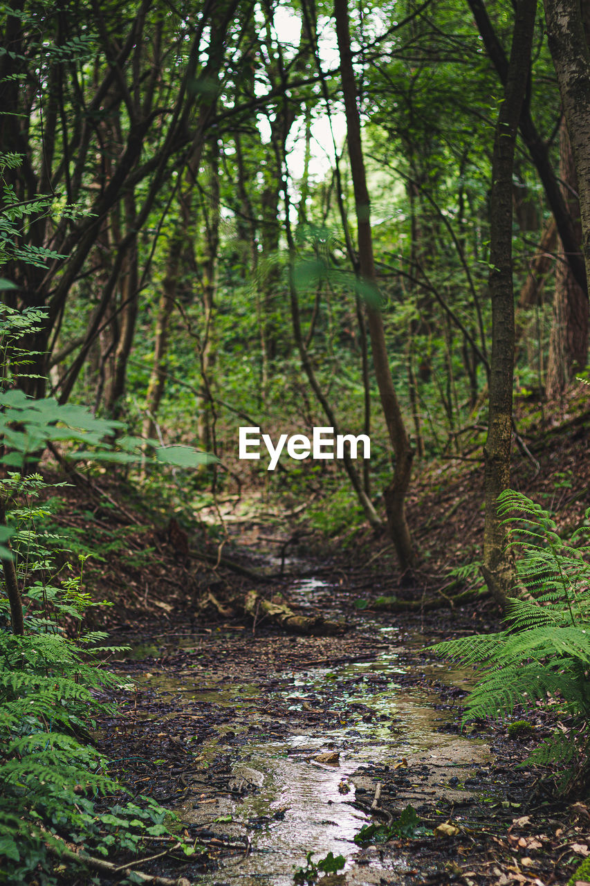 TREES GROWING IN FOREST