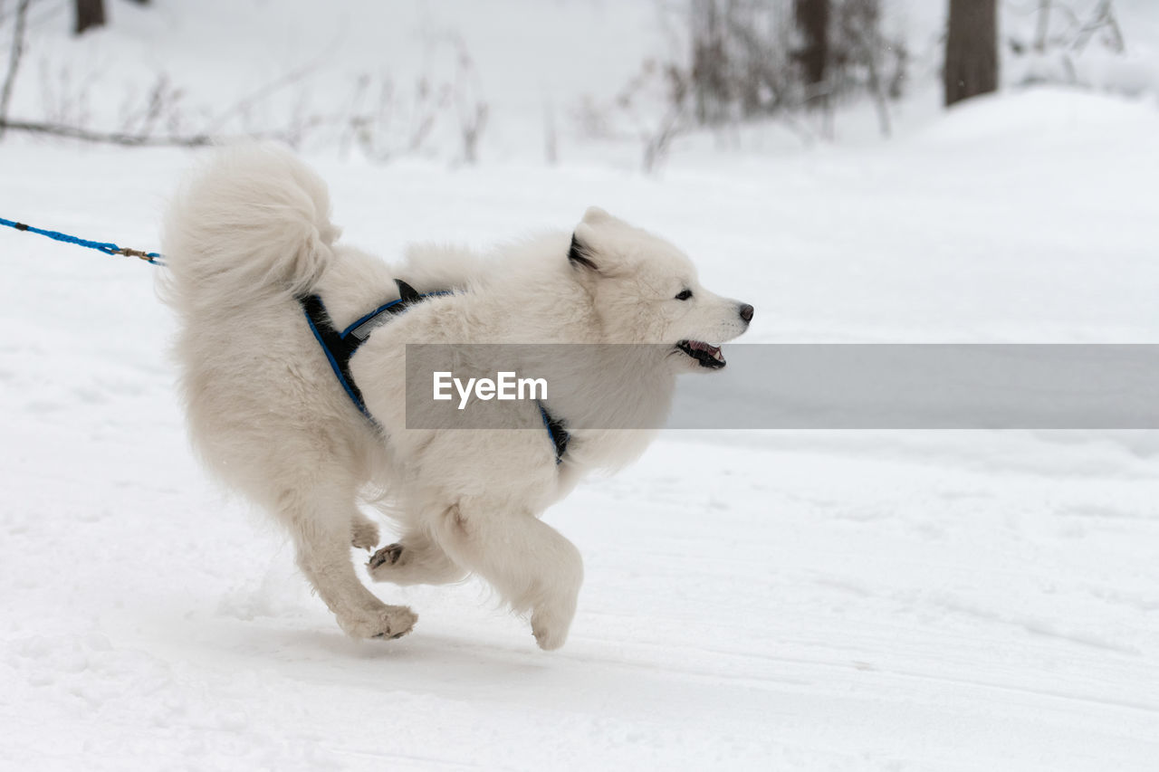 WHITE DOG ON SNOWY FIELD