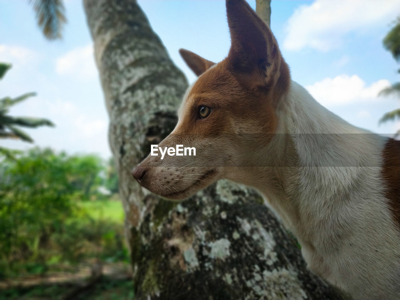 Close-up of a dog looking away