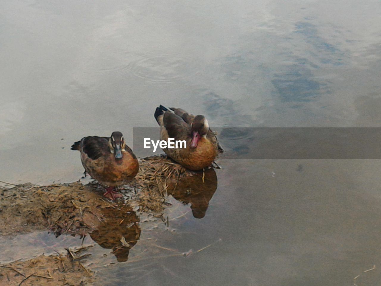 HIGH ANGLE VIEW OF DUCK SWIMMING ON WATER