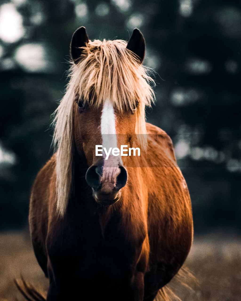 horse standing outdoors