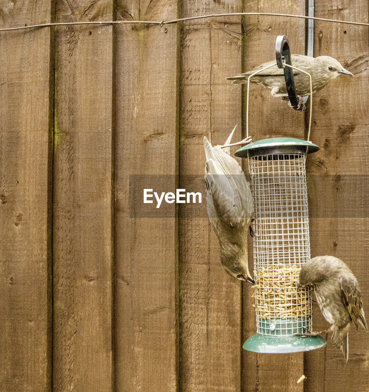 VIEW OF BIRD PERCHING ON WOODEN POST