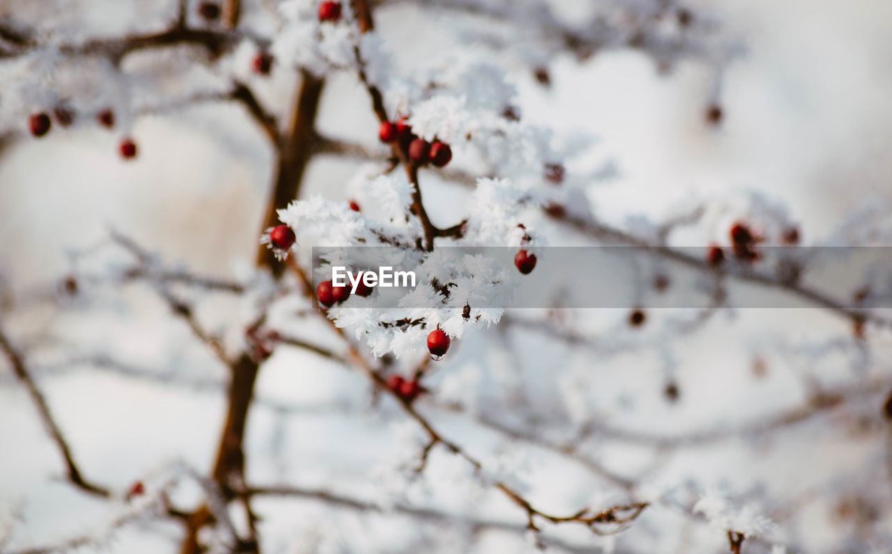 CLOSE-UP OF SNOW ON TREE