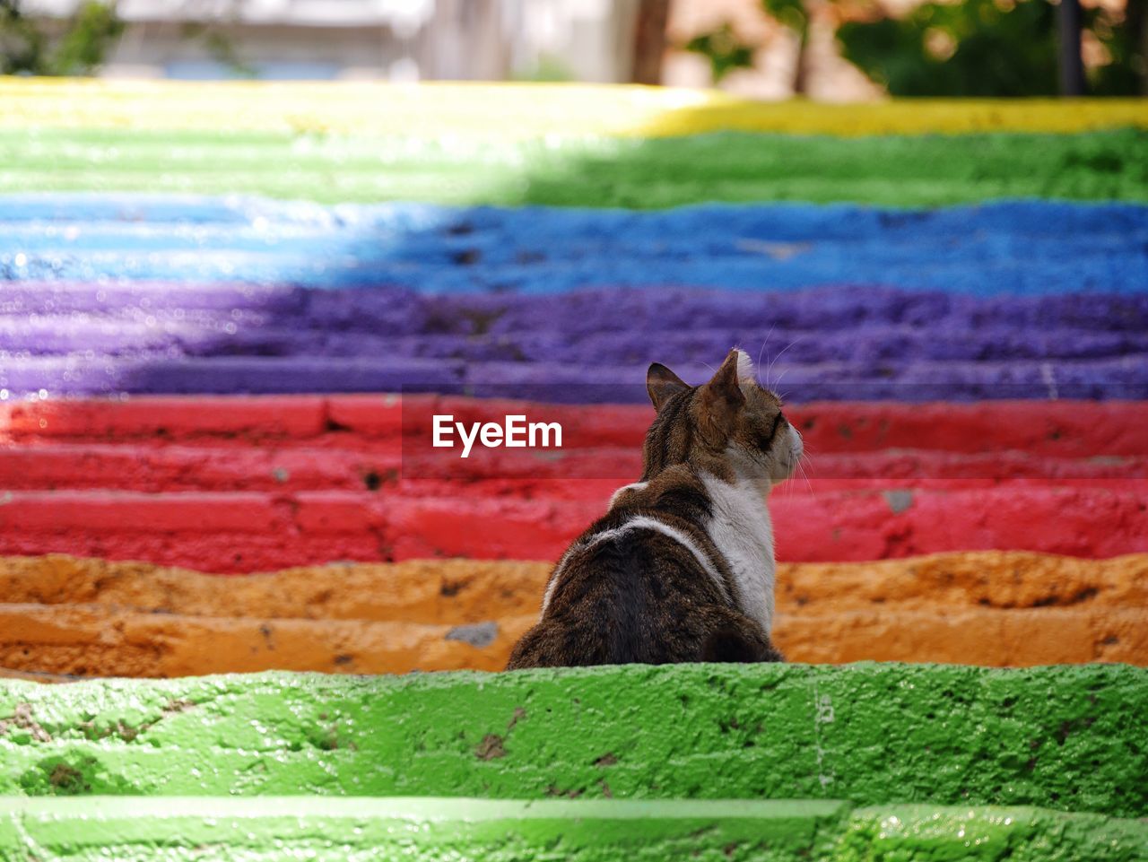 Cat sitting on multi colored steps