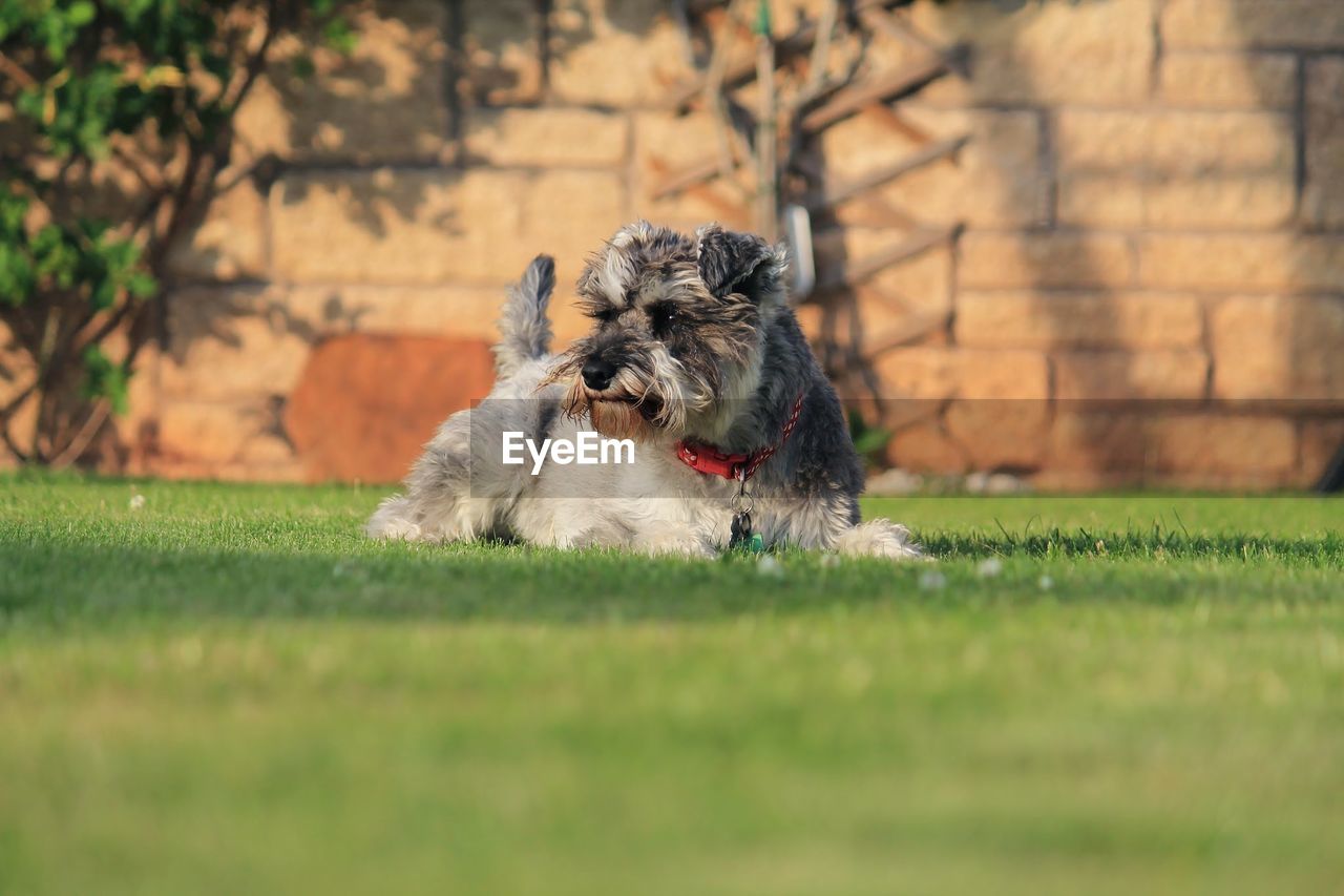 Surface level shot of dog