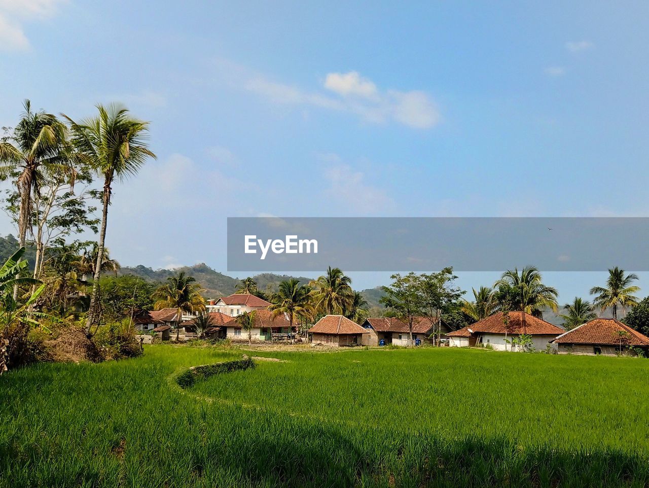 Paddy field with some houses village and clear blue sky as background