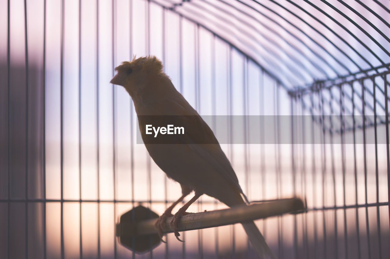 Close-up of bird perching in cage