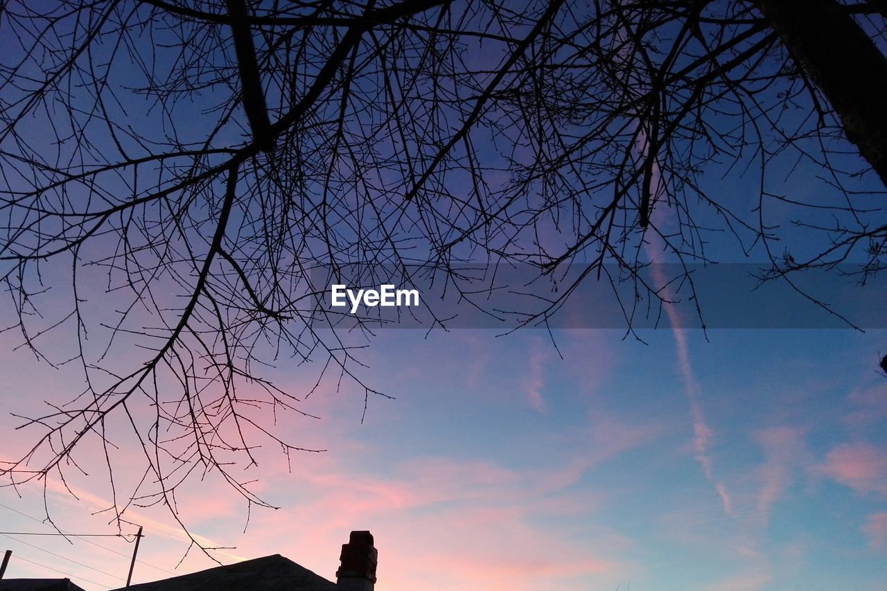 LOW ANGLE VIEW OF SILHOUETTE TREES AGAINST SKY