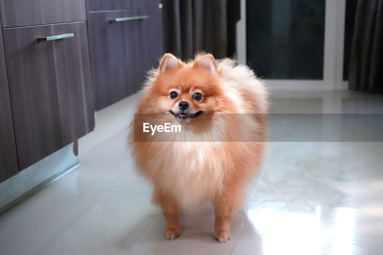 Portrait of dog standing at home