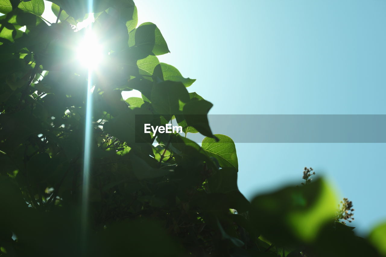 Close-up of plant leaves on sunny day