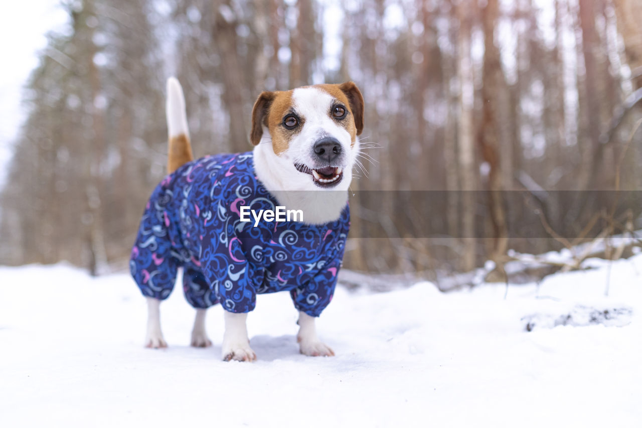 Portrait of a funny jack russell terrier dog dressed in a suit. clothes for pets