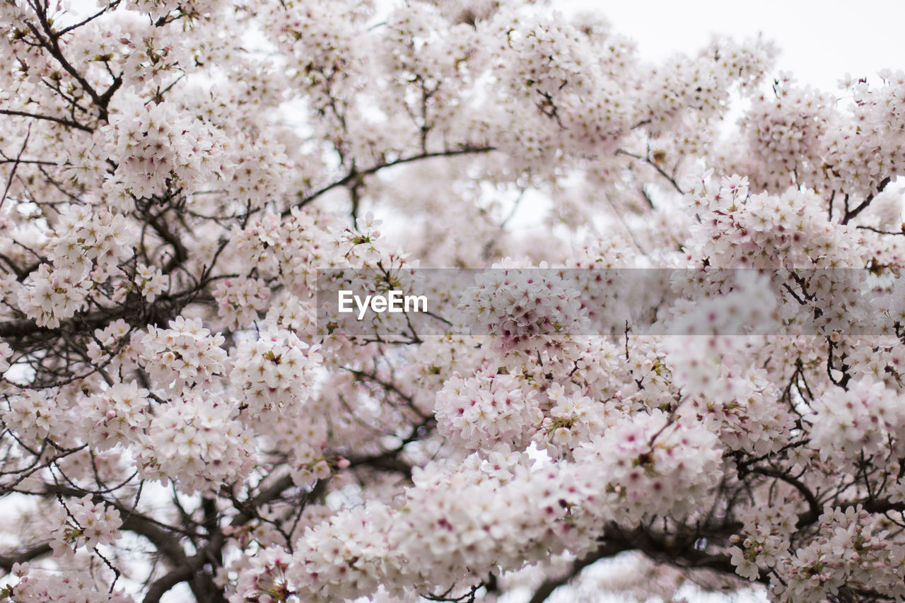 Cherry blossoms blooming on tree branches