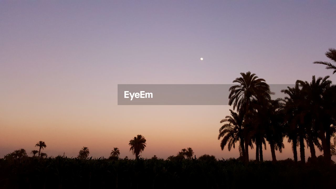 Silhouette palm trees against sky at night