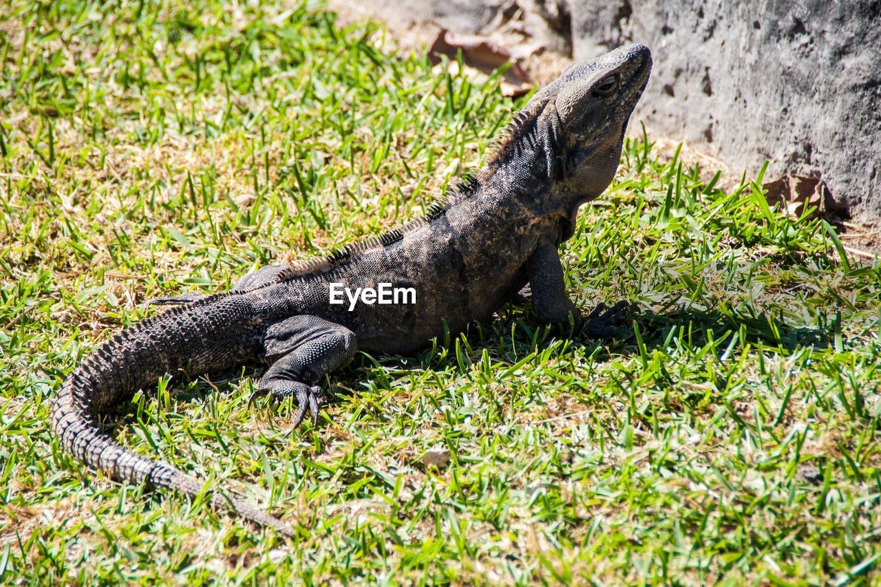 VIEW OF LIZARD ON GRASS