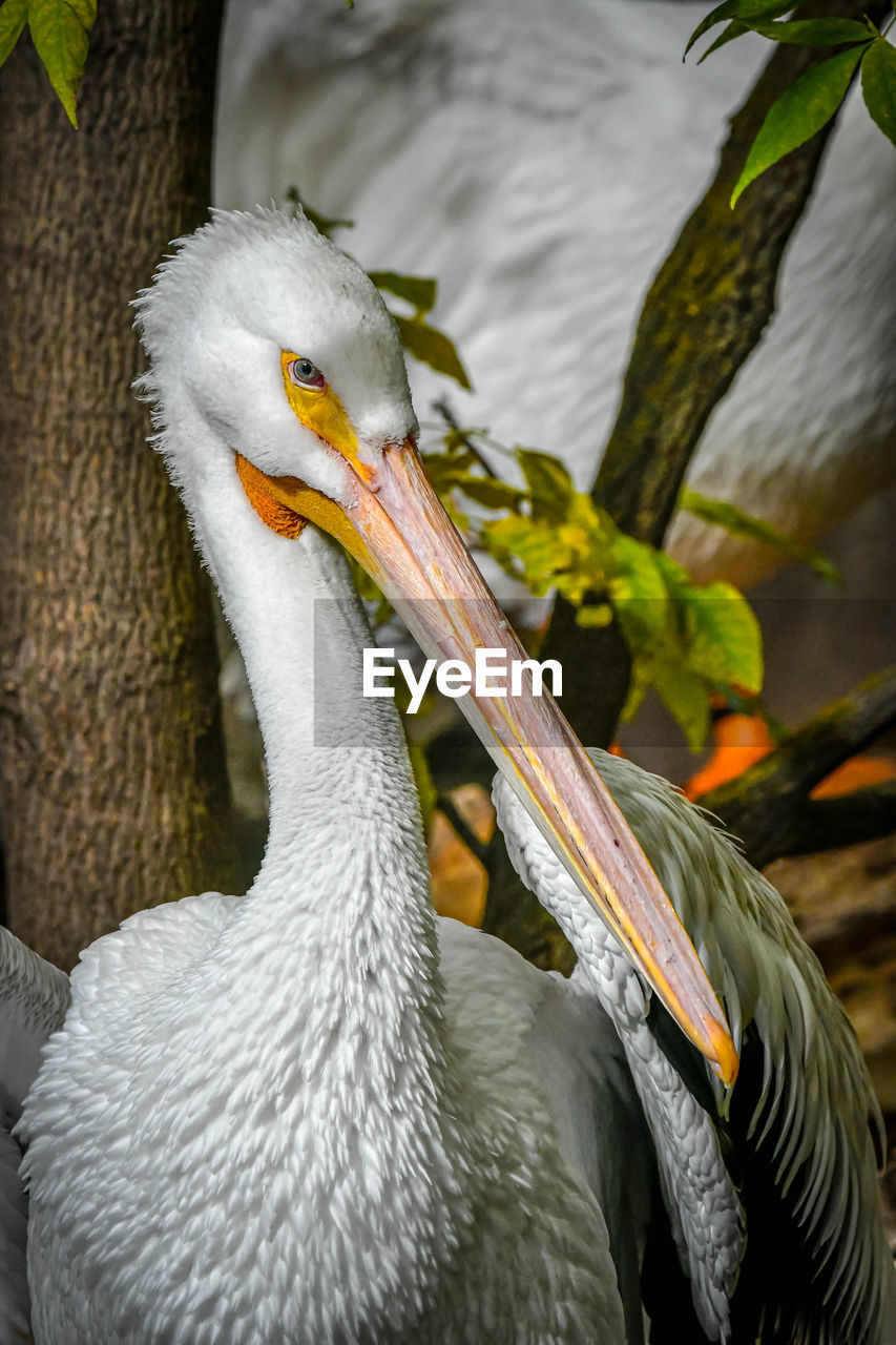 Pelican enjoying the sun