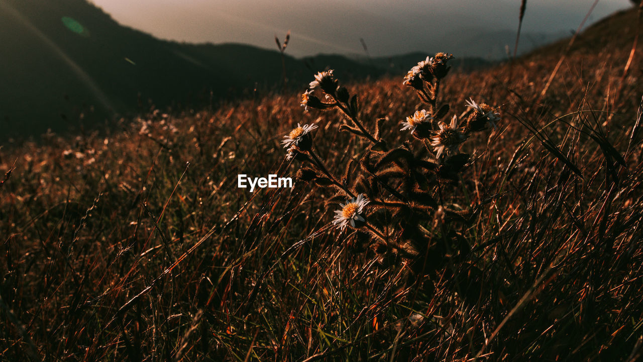 Close-up of grass on field against sky during sunset