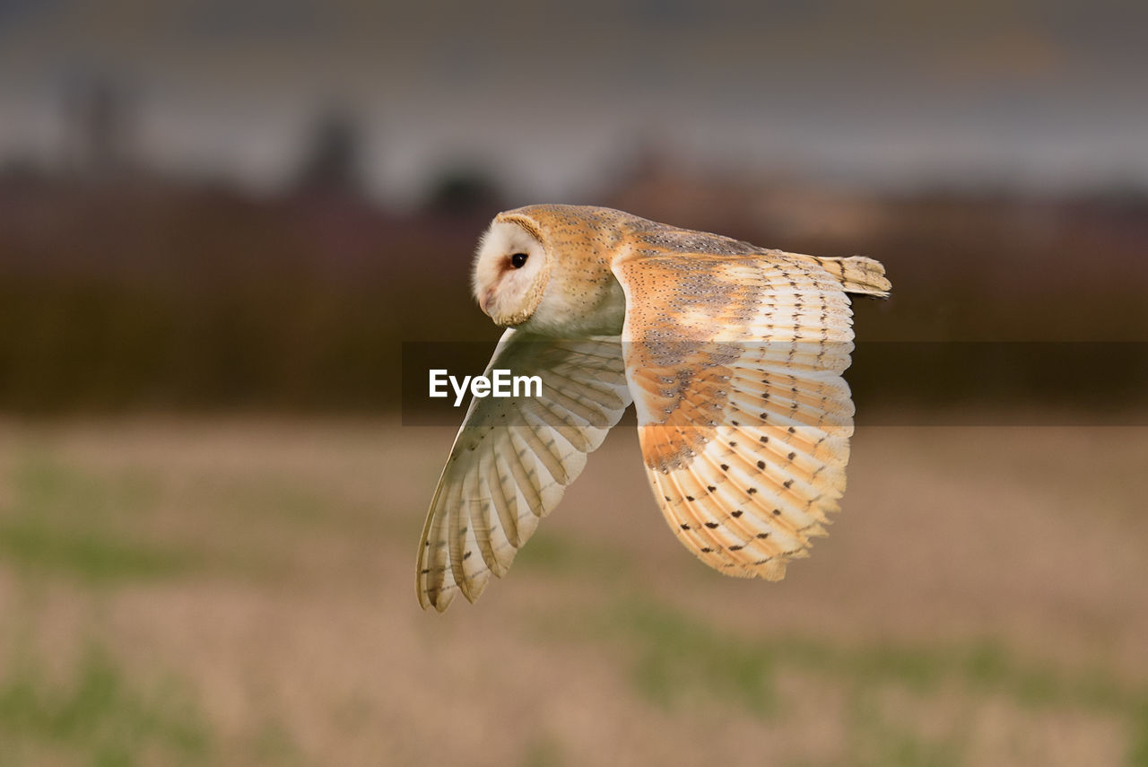 Close-up of owl flying outdoors