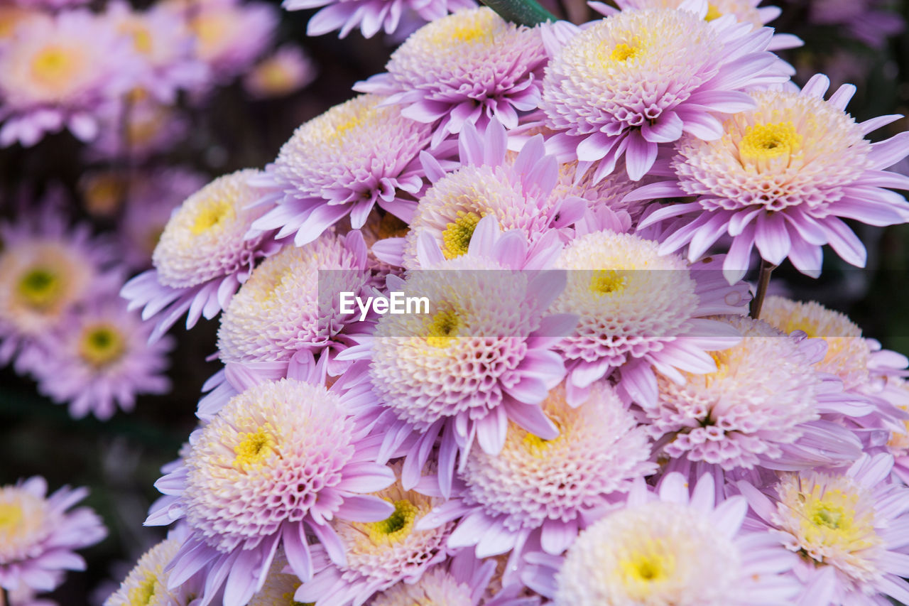 CLOSE-UP OF FLOWERS BLOOMING