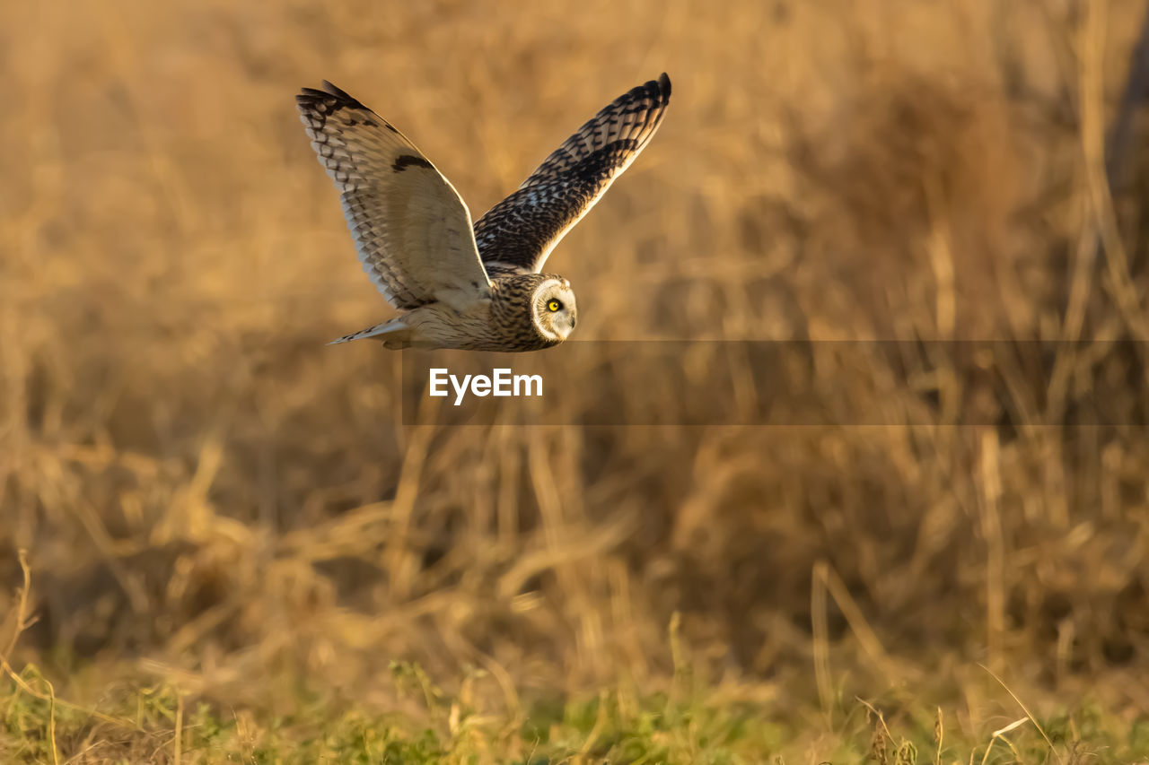 BIRD FLYING OVER GRASS