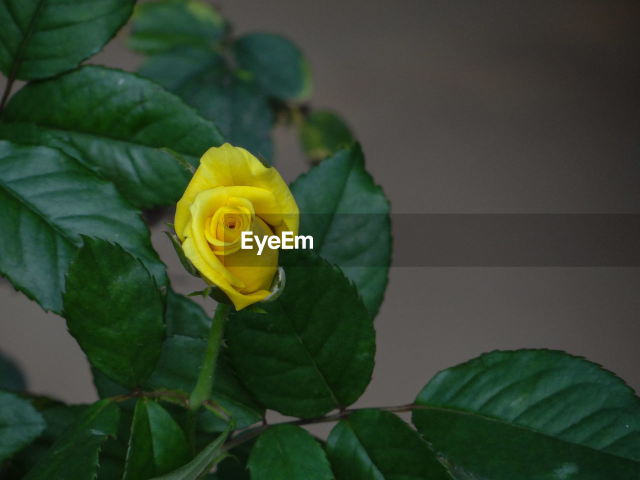 Close-up of yellow rose plant