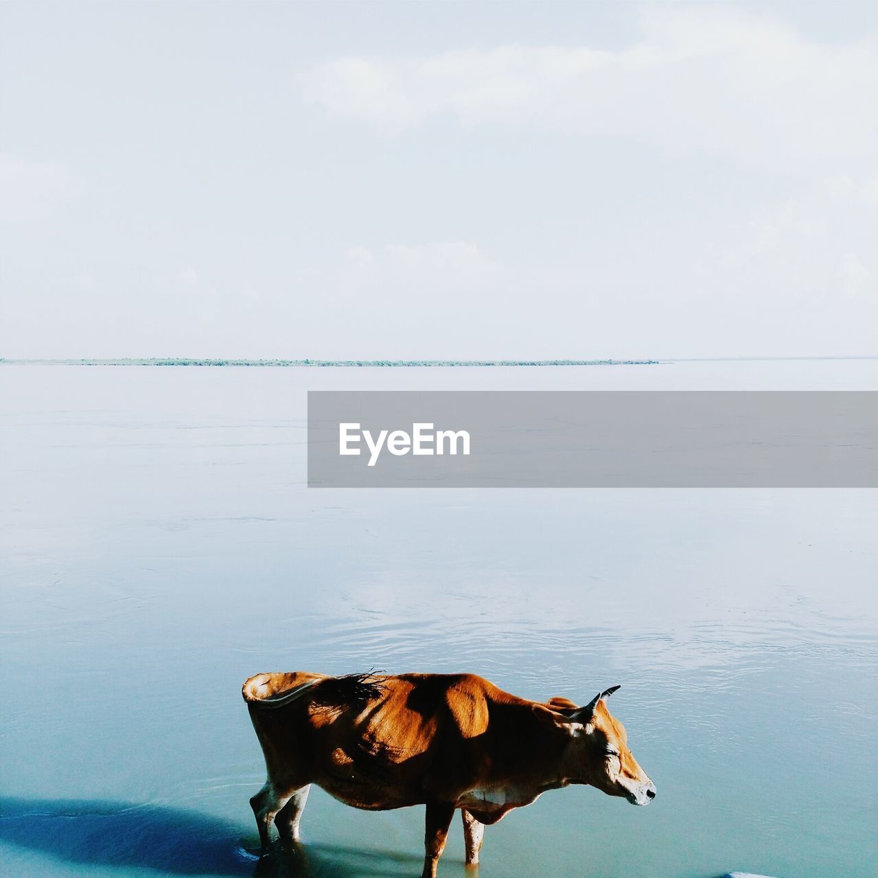 Side view of cow standing in lake against sky