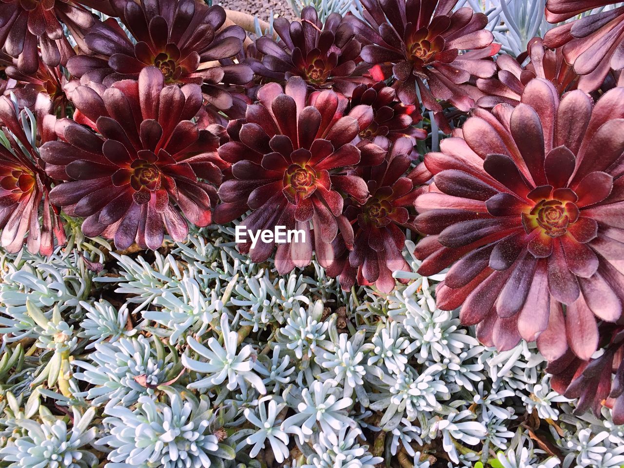 Close-up of pink flowers