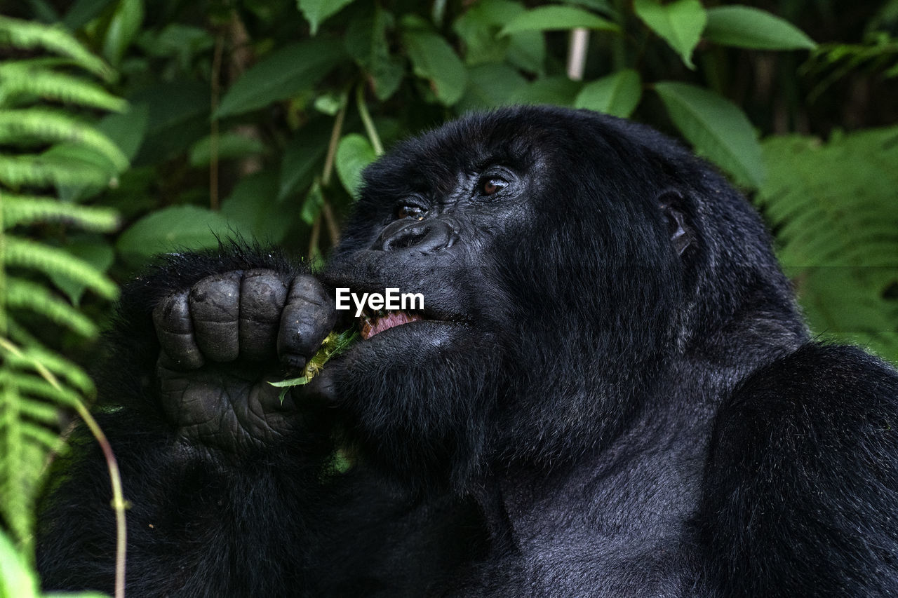 Close-up of a monkey