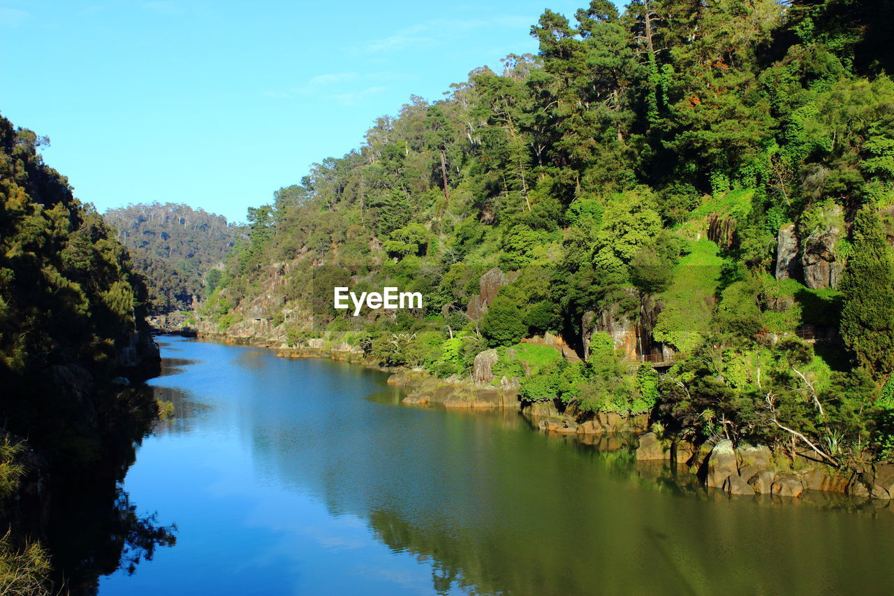 Scenic view of river amidst trees in forest against sky