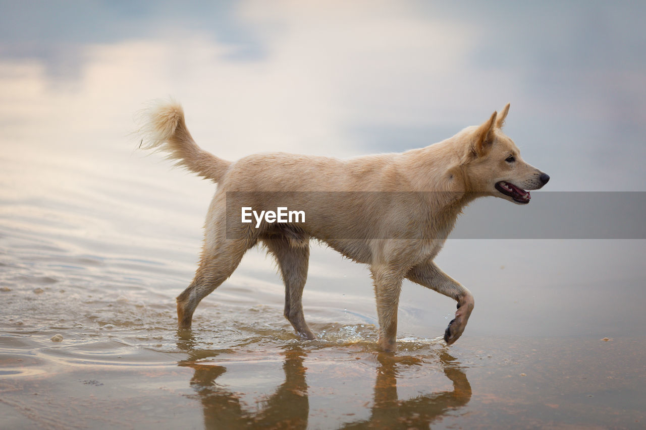 DOG ON BEACH