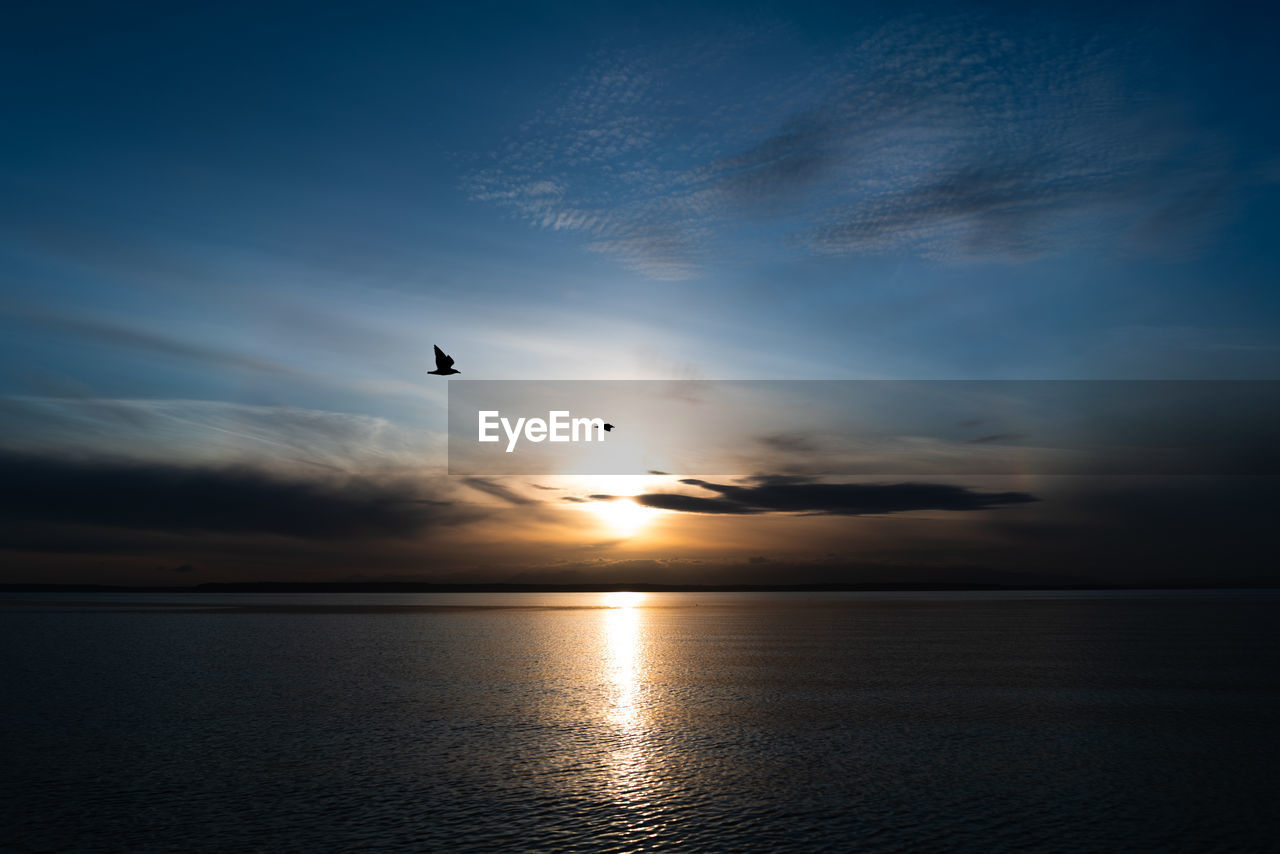 Two sea gulls fly above the puget sound at sunset