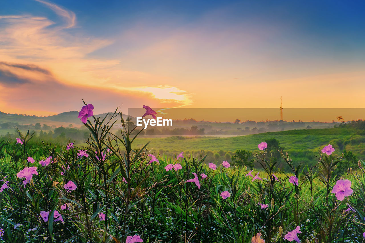 Pink flowering plants on field against sky during sunset