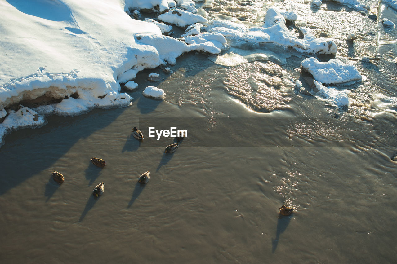 High angle view of ducks in lake during winter