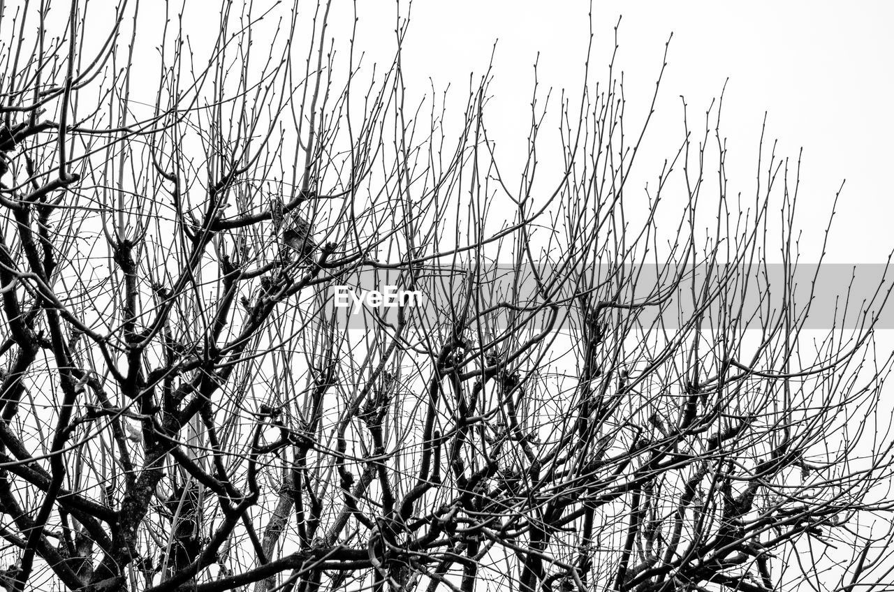 CLOSE-UP OF BARE TREE AGAINST CLEAR SKY