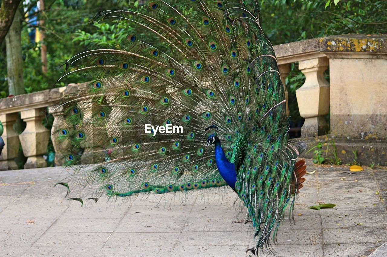 Close-up of peacock