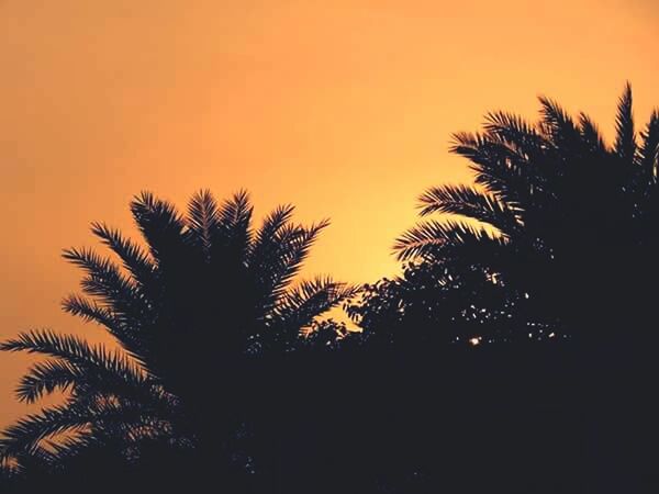 LOW ANGLE VIEW OF PALM TREES AT SUNSET