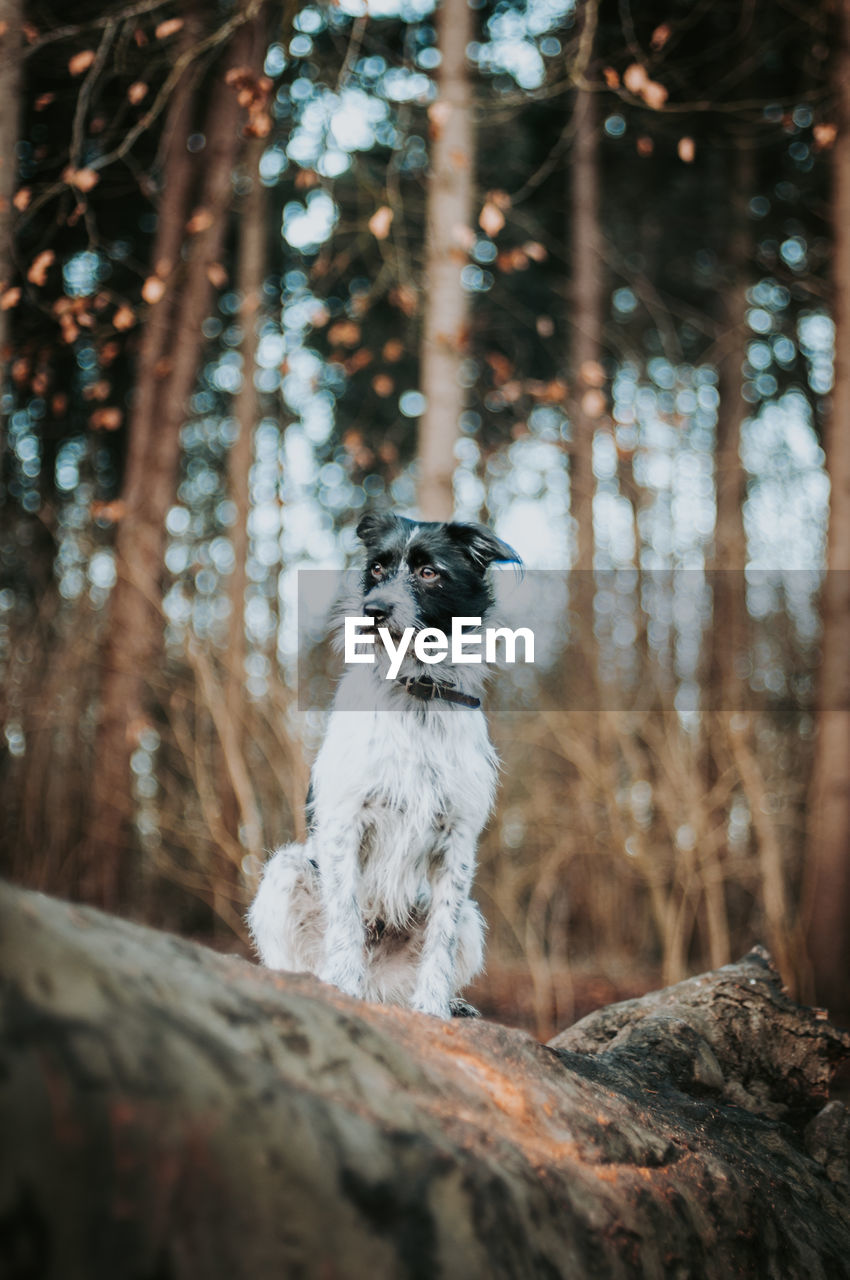 Mixed breed dog sitting on tree trunk in forest.