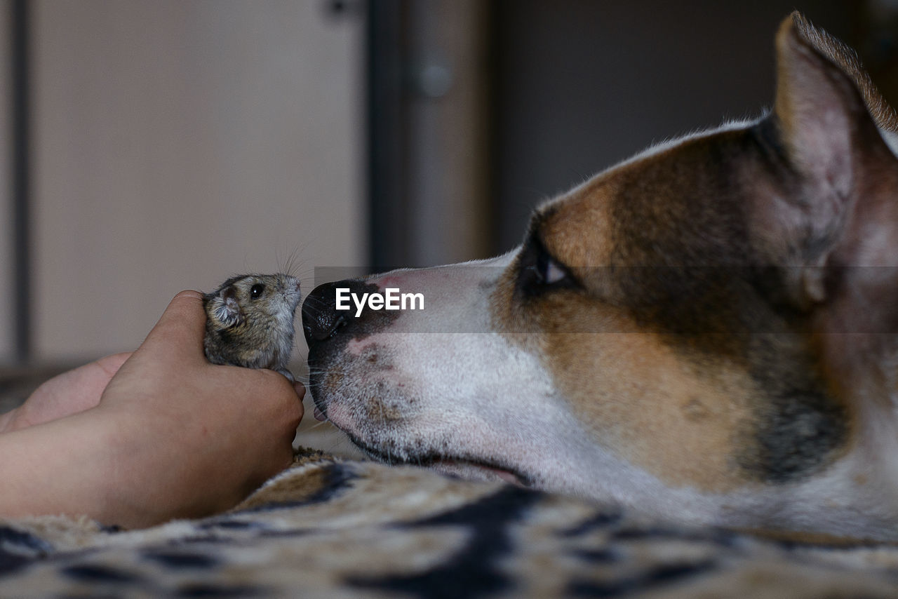 Cropped hands holding mouse by dog at home