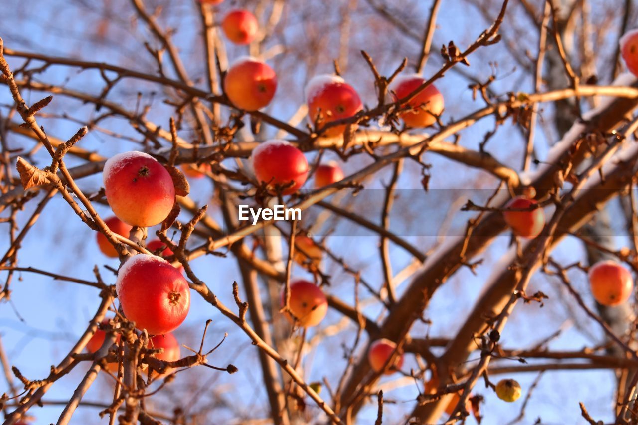 LOW ANGLE VIEW OF FRUITS ON TREE AGAINST SKY