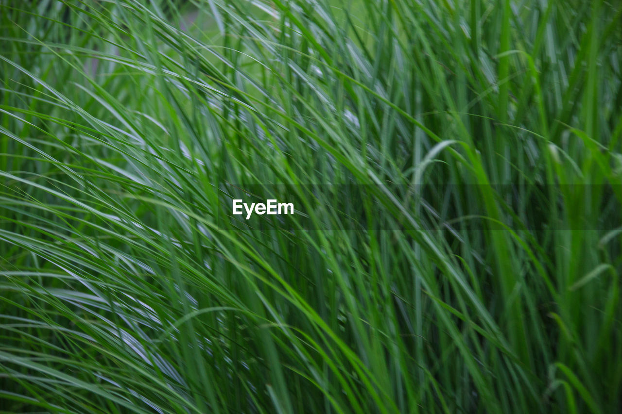 FULL FRAME SHOT OF WHEAT FIELD