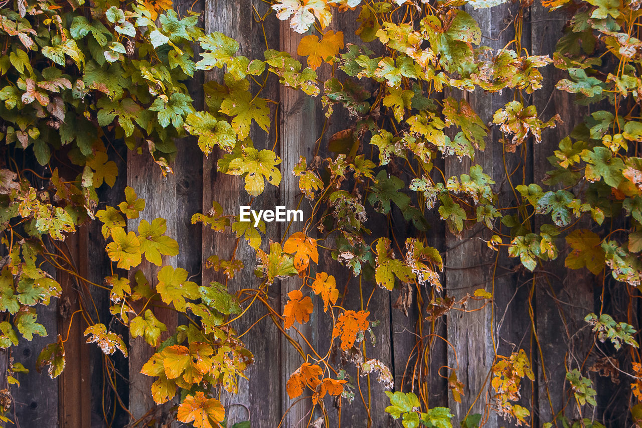 leaf, plant part, yellow, autumn, tree, plant, nature, beauty in nature, no people, day, growth, sunlight, branch, outdoors, land, full frame, backgrounds, wood, tranquility, environment, close-up, landscape, green