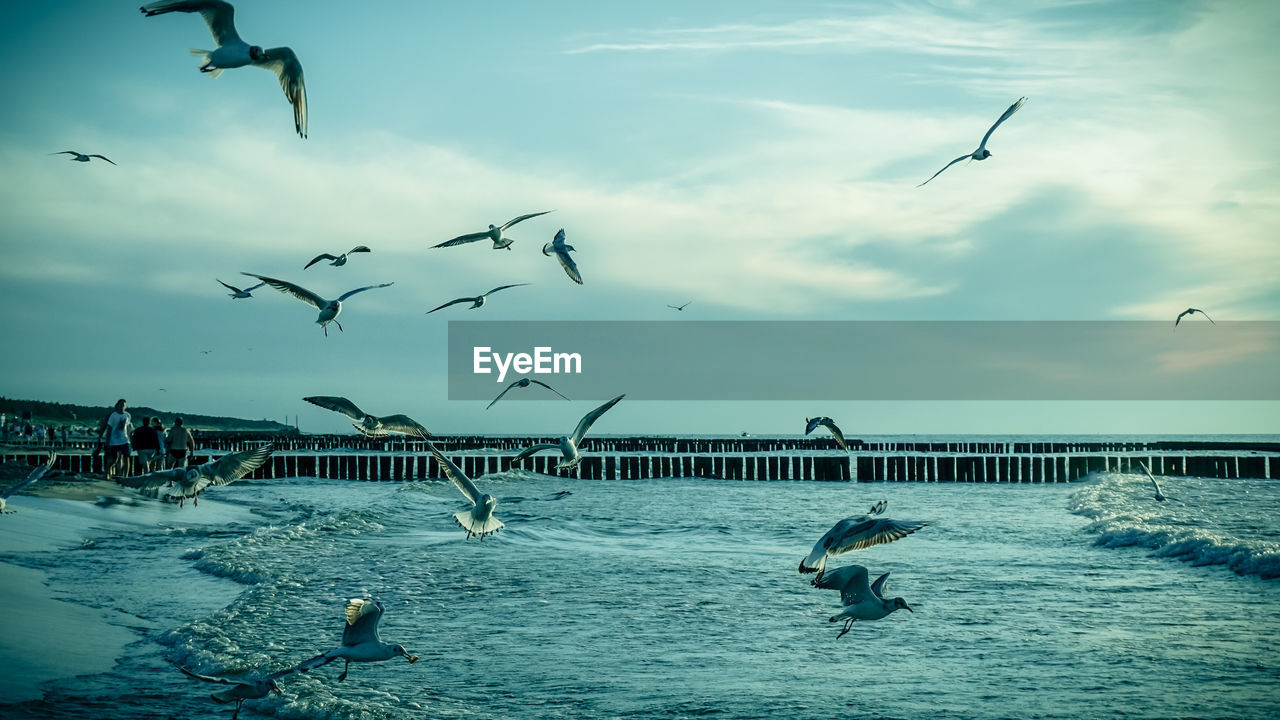 Birds flying over sea against sky during sunset