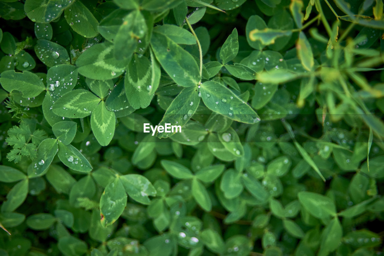 Close-up of water drops on leaves