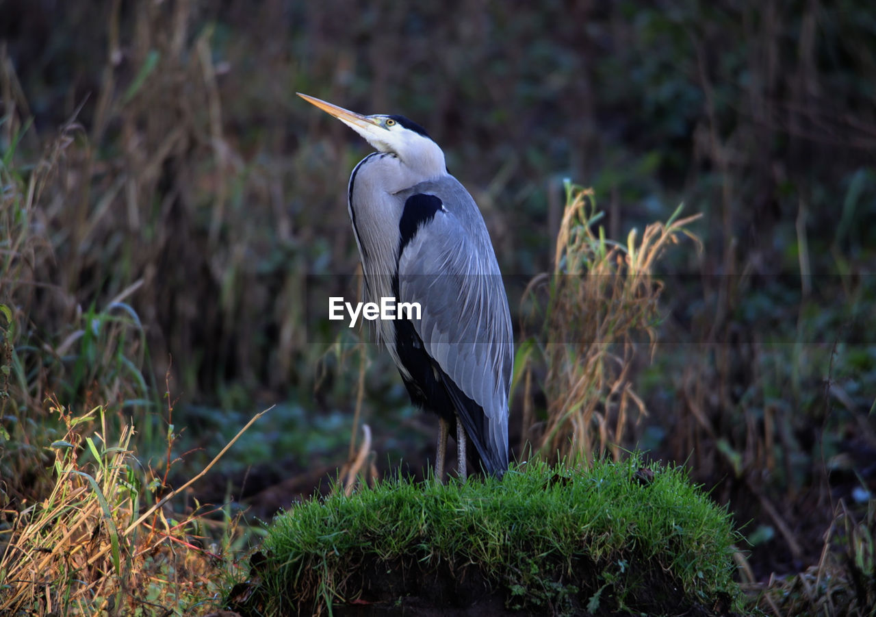 Blue heron sunbathing