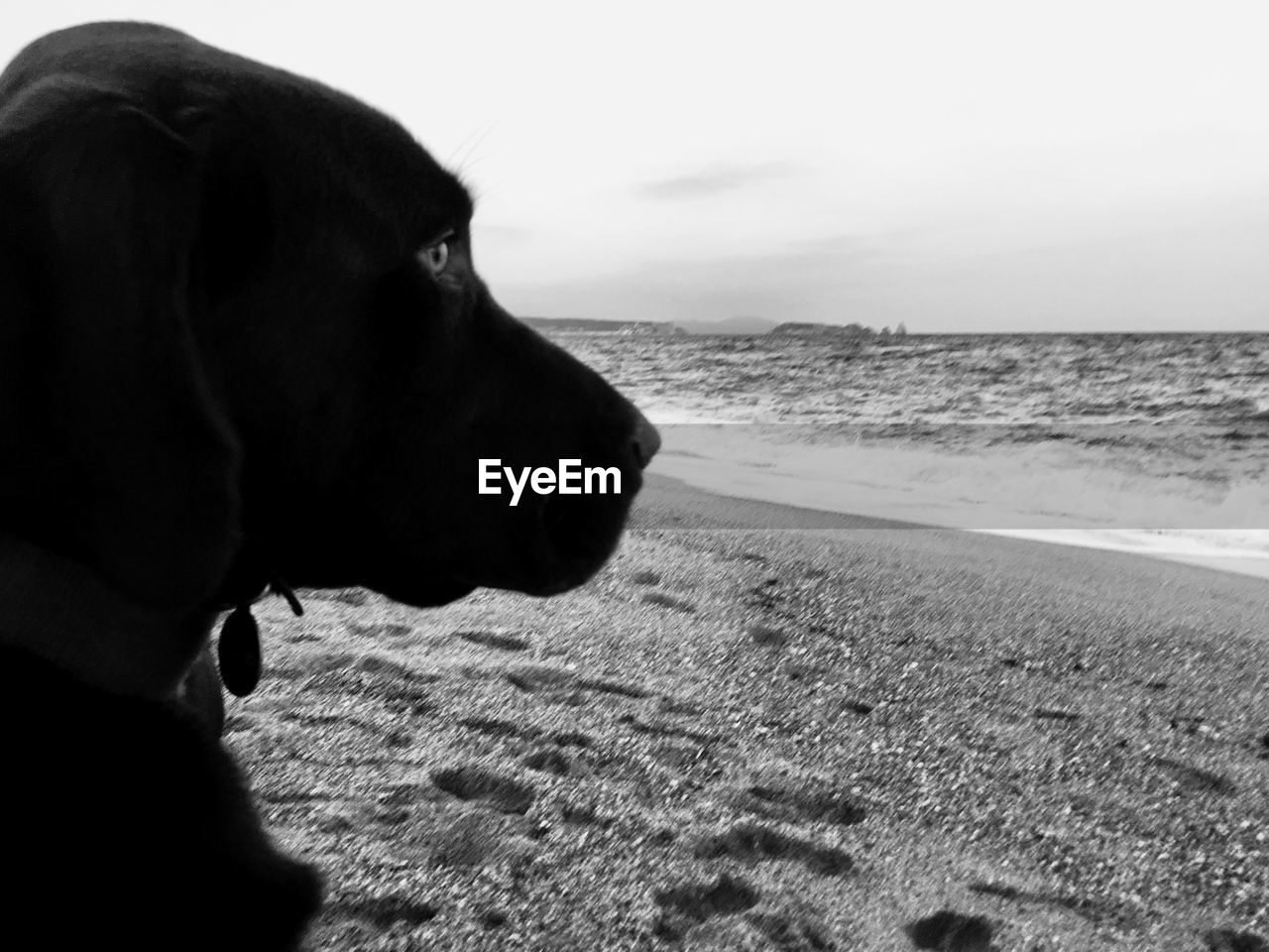 SIDE VIEW OF DOG AT BEACH AGAINST SKY