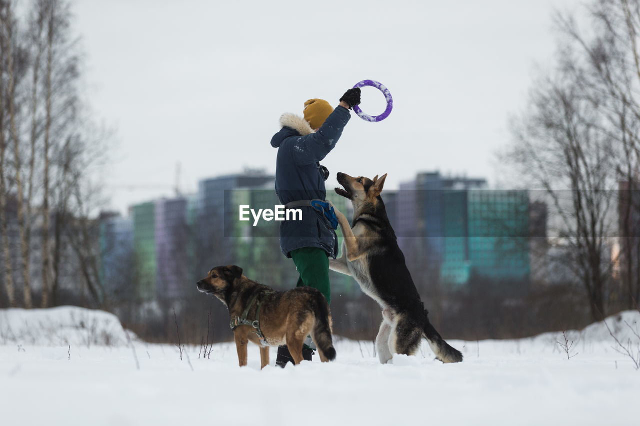 Man and dogs playing with plastic ring during winter