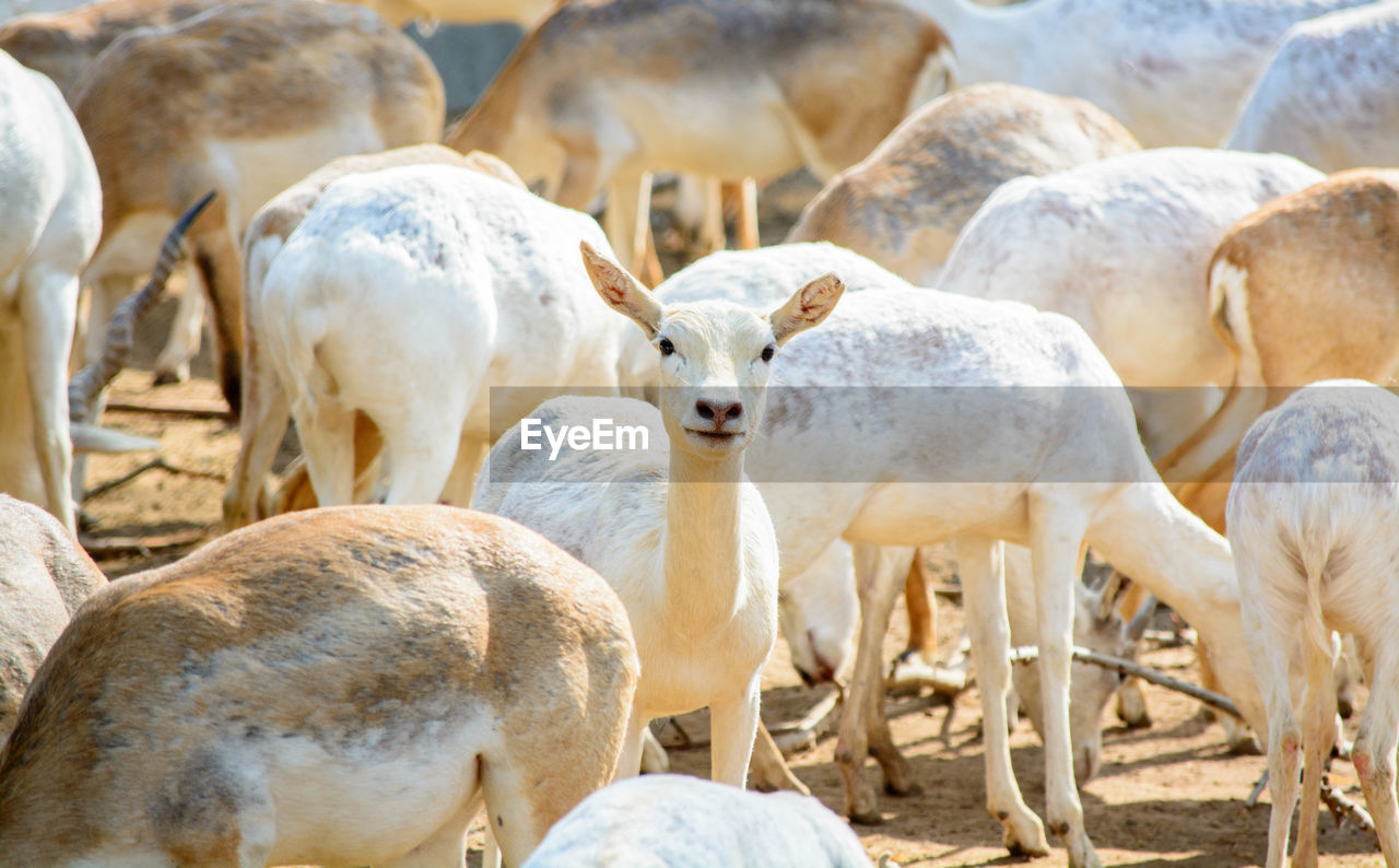 Mammals standing on land