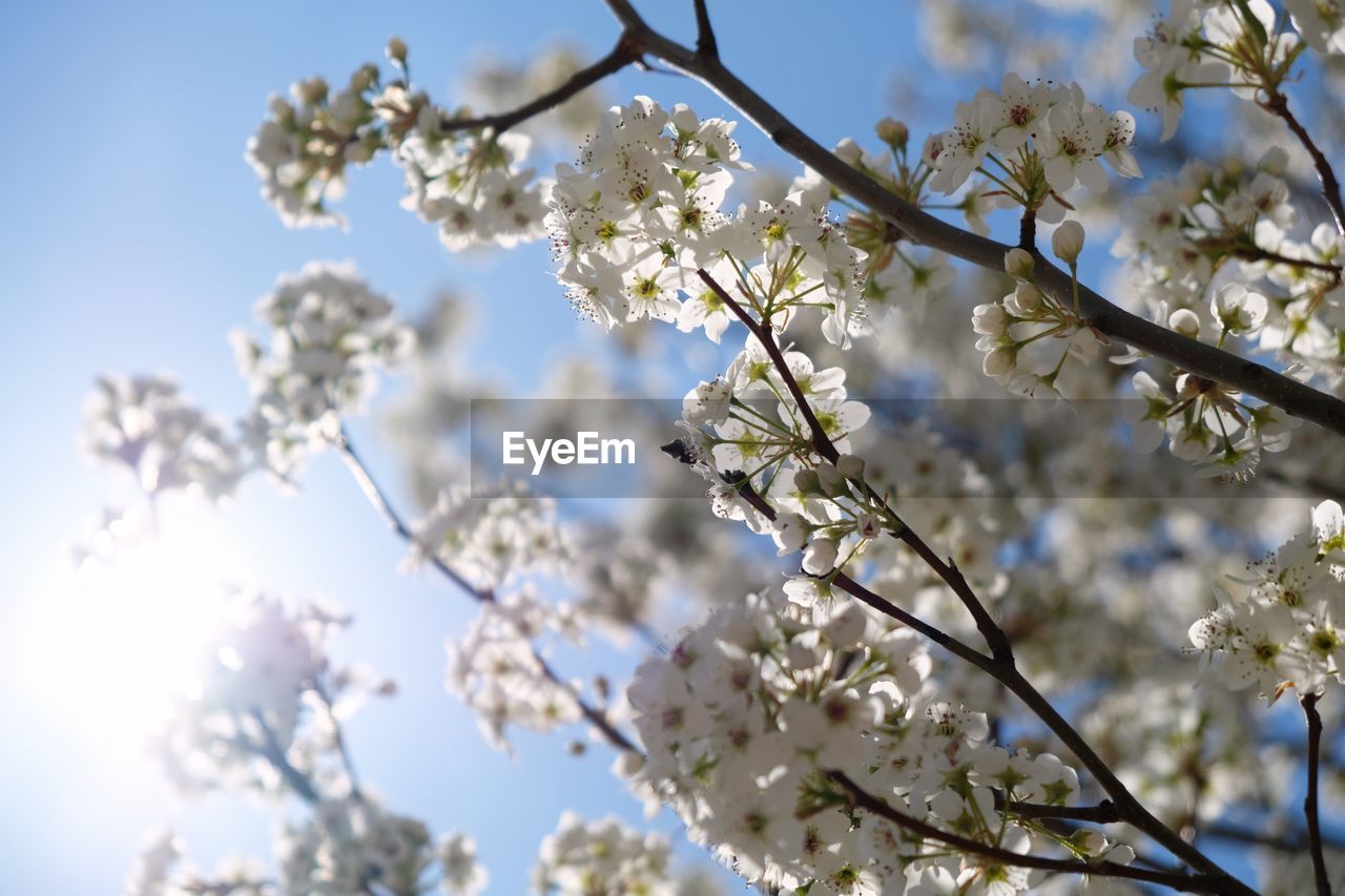 CLOSE-UP OF CHERRY BLOSSOM AGAINST SKY