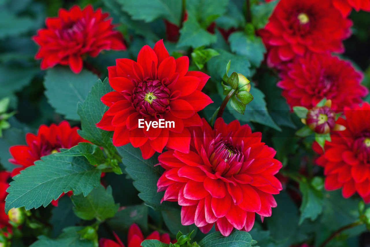 Dahlia pinnata red flowers in the autumn garden, stock photo